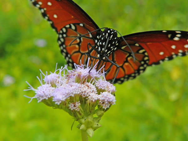 100_1380_edited-1-copy