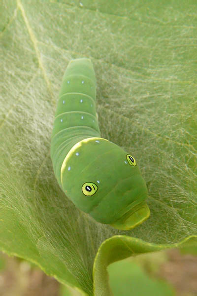 P1080364_edited-copy