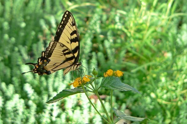 P1100346_edited-copy